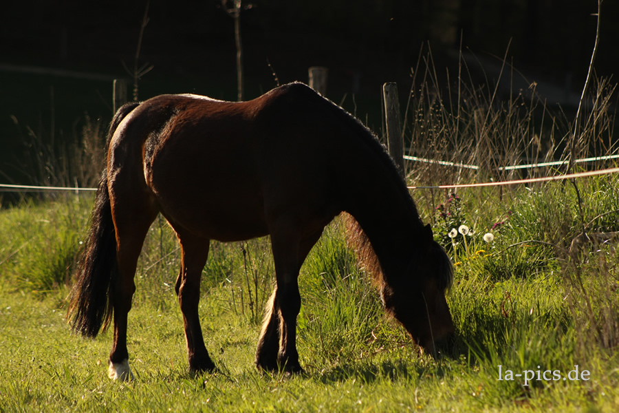 Pony knabbert am "Swale"