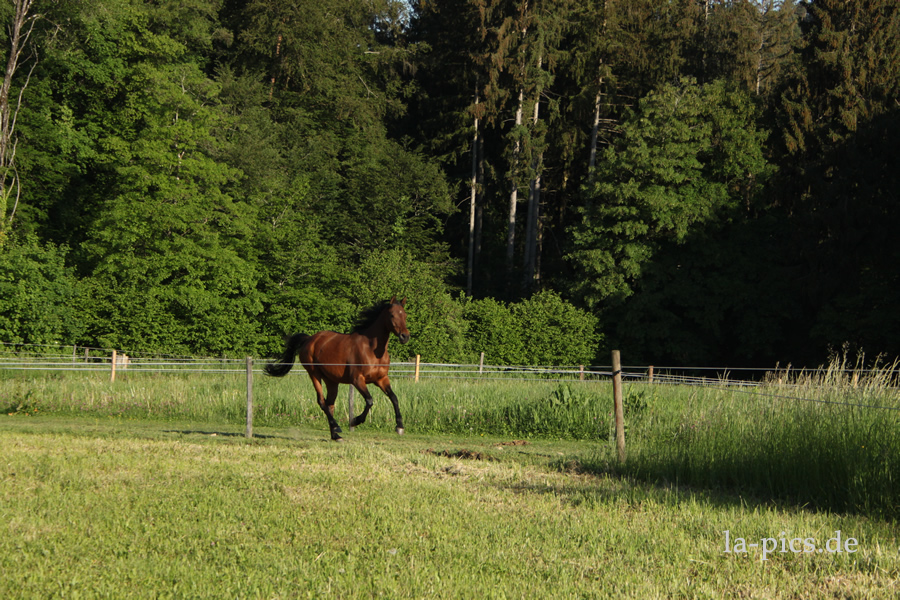 Pferd galoppiert auf dem Trail